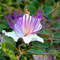 caper bush